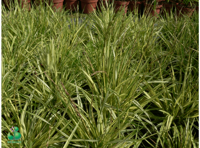 Molinia caerulea ssp. caerulea   'Variegata'